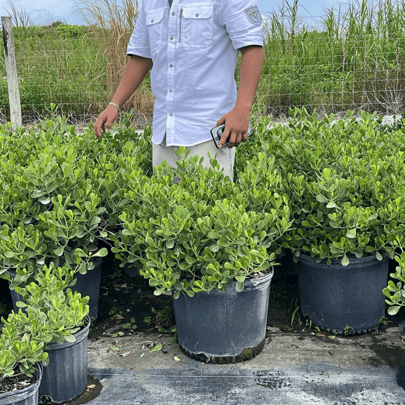 Clusia Small Leaf (Clusia guttifera)