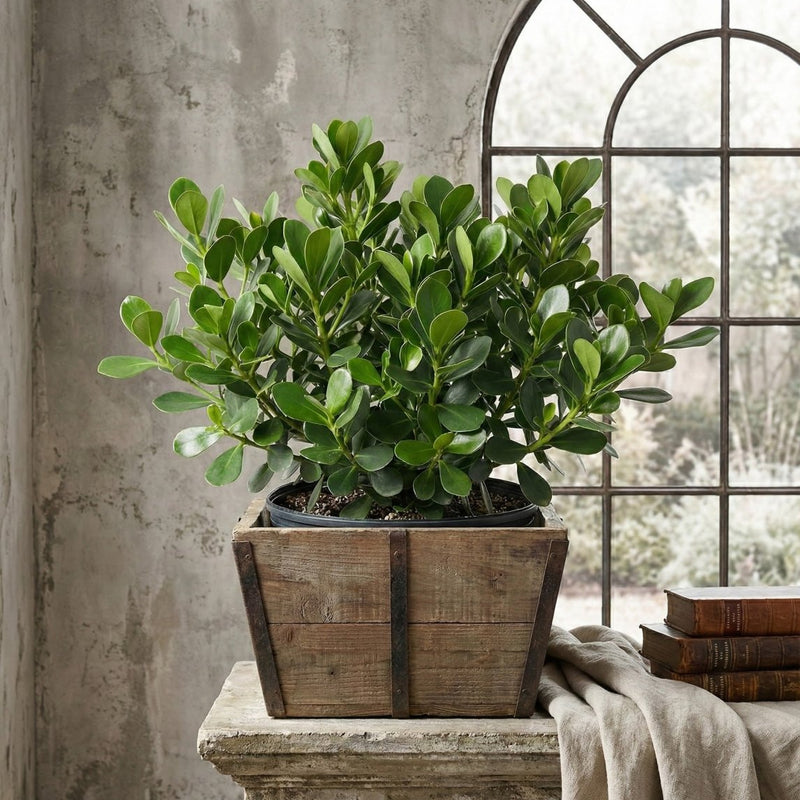 Clusia Small Leaf (Clusia guttifera)