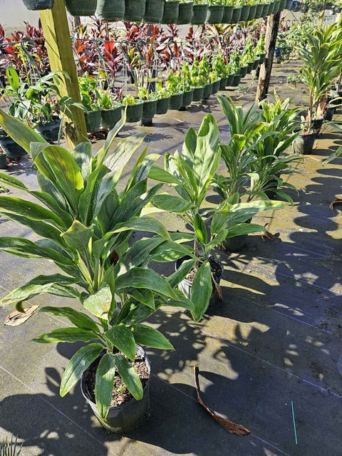 dracaena cordyline Cordyline Fruticosa ‘Sherbert’ (Dracaena Terminalis)