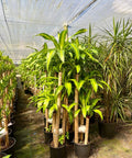 Corn Plant (Dracaena Fragrans 'Massangeana') - Plantology USA - Medium 2 - 3 Feet