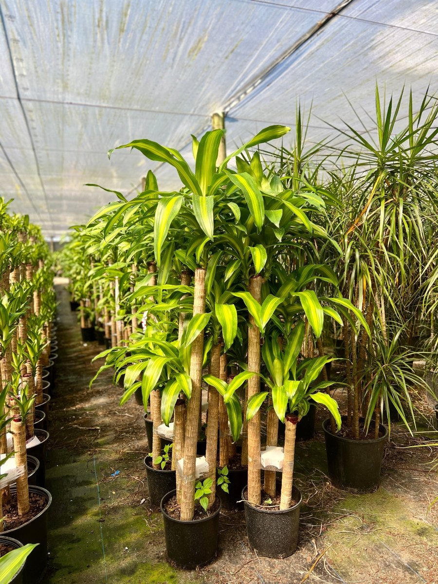 dracaena massangeana indoor plant Corn Plant (Dracaena Fragrans 'Massangeana')