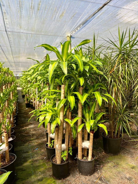 Corn Plant (Dracaena Fragrans 'Massangeana') - Plantology USA - Medium 2 - 3 Feet