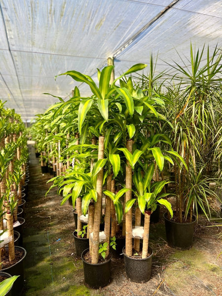 Corn Plant (Dracaena mass canes)