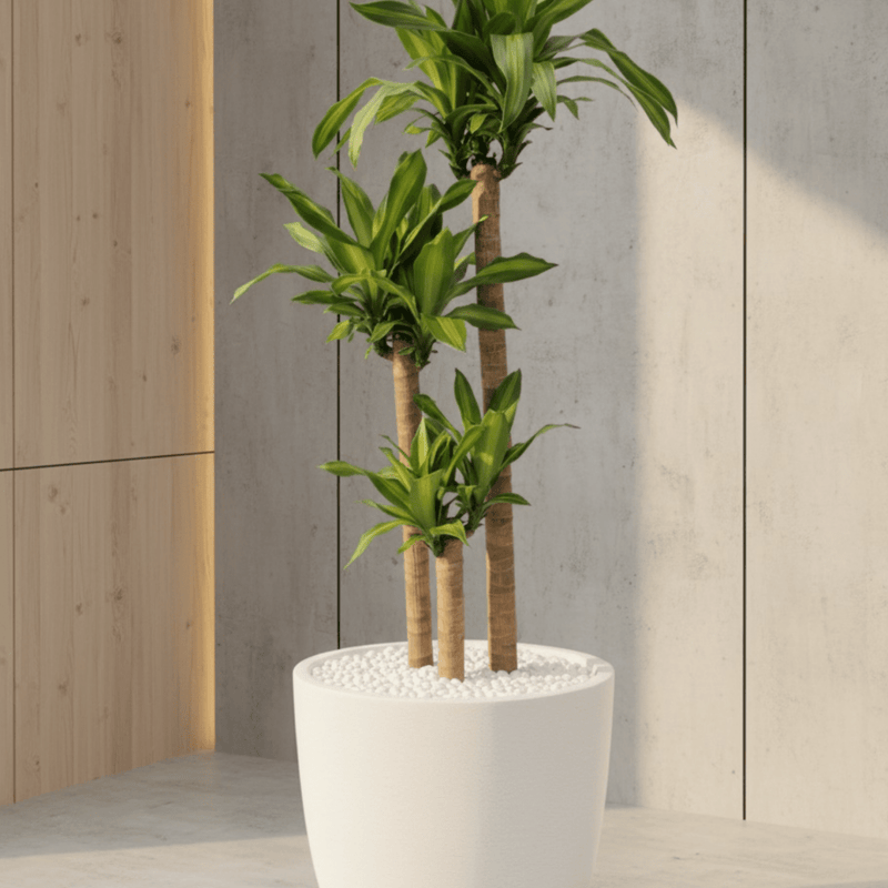 Corn Plant (Dracaena mass canes)