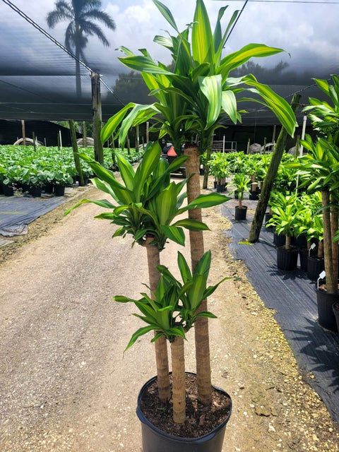 Corn Plant (Dracaena mass canes) - Plantology USA - Medium 2 - 3 Feet