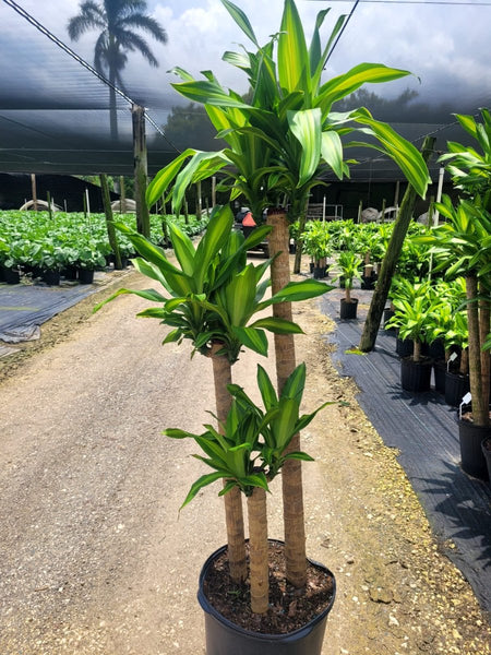 Corn Plant (Dracaena mass canes)