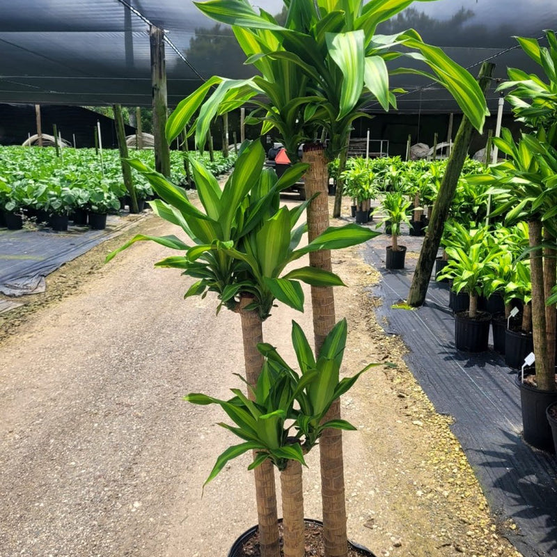 Corn Plant (Dracaena mass canes)