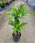 Corn Plant (Dracaena mass canes) - Plantology USA - Medium 2 - 3 Feet