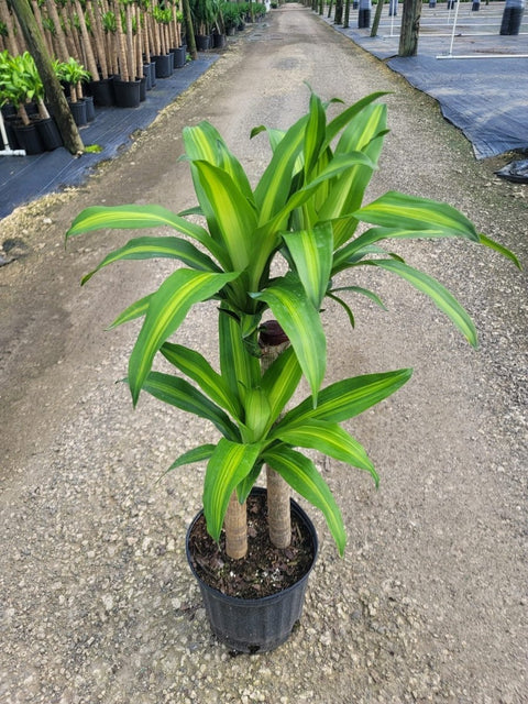dracaena corn plant outdoors Corn Plant (Dracaena Fragrans 'Massangeana')
