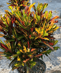 Croton Mammy (Codiaeum variegatum) - Plantology USA - Medium 14 - 16"