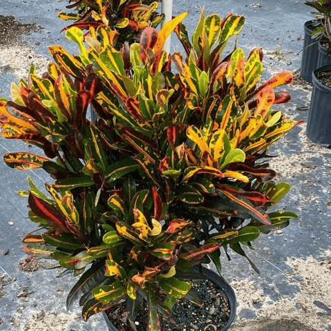 Croton Mammy (Codiaeum variegatum) - Plantology USA - Medium 14 - 16"