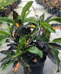 Croton Mango Standard (Codiaeum Variegatum) - Plantology USA - 3 Gallon