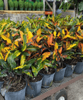 Croton Mango Standard (Codiaeum Variegatum) - Plantology USA - 3 Gallon