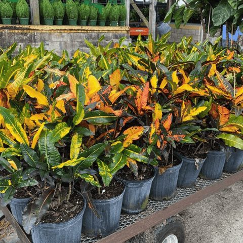 Croton Mango Standard (Codiaeum Variegatum) - Plantology USA - 3 Gallon