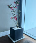Desert Rose (Adenium Obesum) - Plantology USA - Grower's Pick XL