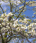 Dogwood (Cornus florida) - Plantology USA - 2 - 3.5 feet