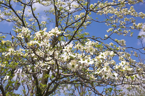 Dogwood (Cornus florida) - Plantology USA - 2 - 3.5 feet