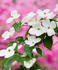 Dogwood (Cornus florida) - Plantology USA - 25 Gallon