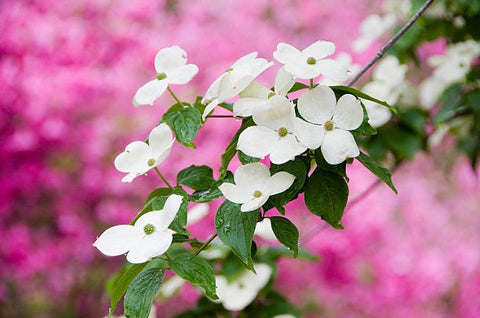 Dogwood (Cornus florida) - Plantology USA - 25 Gallon