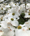 Dogwood (Cornus florida) - Plantology USA - 3.5 - 5 feet
