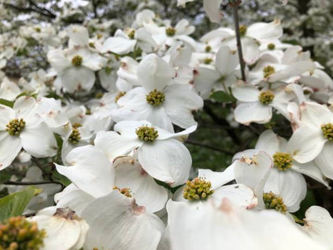 Dogwood (Cornus florida) - Plantology USA - 3.5 - 5 feet