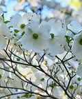 Dogwood (Cornus florida) - Plantology USA - 5 - 6 feet