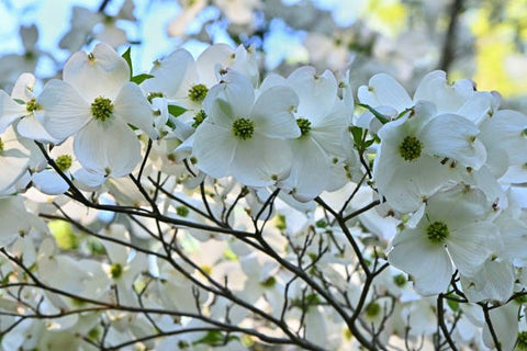 Dogwood (Cornus florida) - Plantology USA - 5 - 6 feet