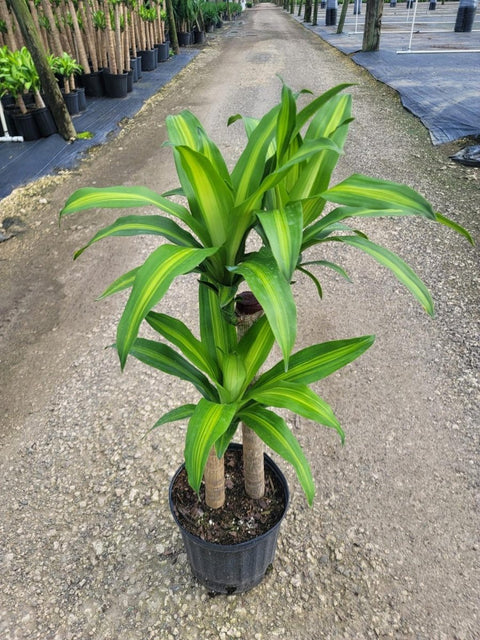 dracaena elegance cane Dracaena Mas Canes – Plantology USA