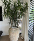 Dragon Tree (Dracaena Marginata) - Plantology USA - 2 - 3 Feet