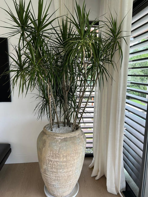 Dragon Tree (Dracaena Marginata) - Plantology USA - 2 - 3 Feet