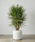 Dragon Tree (Dracaena Marginata) - Plantology USA - 3 - 4 Feet