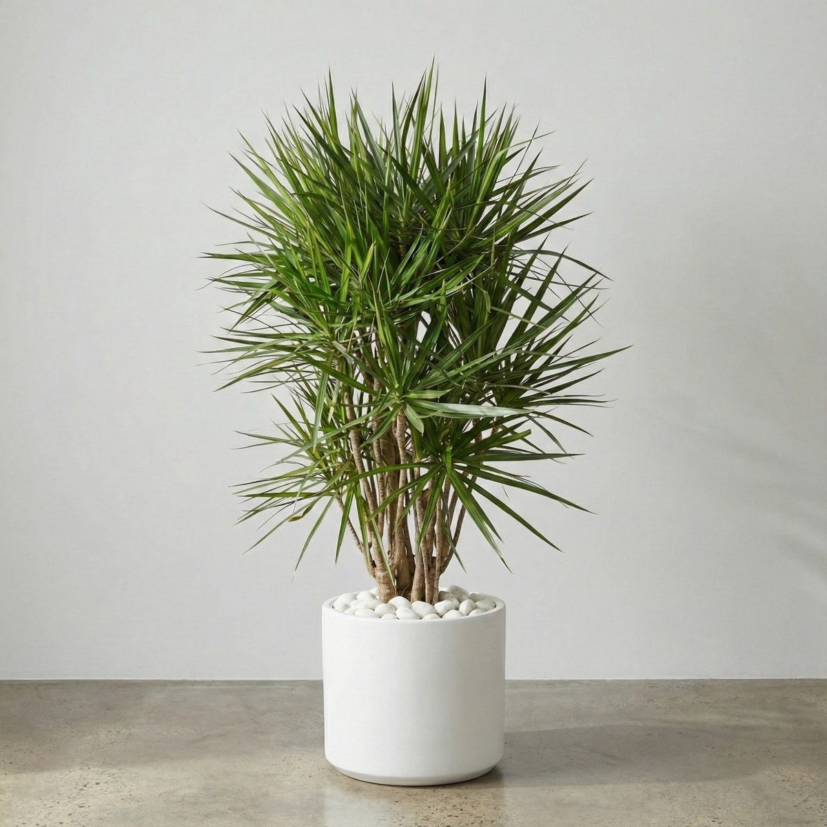 dracaena marginata leaning Dragon Tree for Sale