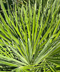 European Fan Palm (Chamaerops humilis) - PlantologyUSA - 7 Gallon