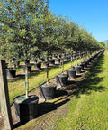 European Olive Tree ‘Arbequina’ (Olea Europaea) - Plantology USA - 15 Gallon