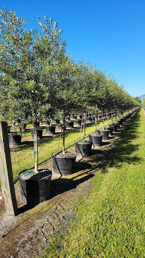 European Olive Tree ‘Arbequina’ (Olea Europaea) - Plantology USA - 15 Gallon