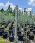 European Olive Tree ‘Arbequina’ (Olea Europaea) - Plantology USA - 15 Gallon