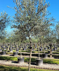 European Olive Tree ‘Arbequina’ (Olea Europaea) - Plantology USA - 25 Gallon