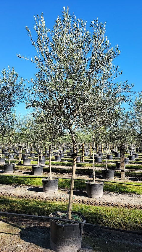 European Olive Tree ‘Arbequina’ (Olea Europaea) - Plantology USA - 25 Gallon