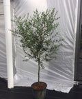 European Olive Tree ‘Arbequina’ (Olea Europaea) - Plantology USA - 7 Gallon