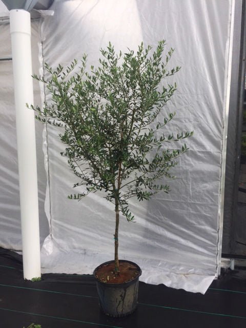 European Olive Tree ‘Arbequina’ (Olea Europaea) - Plantology USA - 7 Gallon