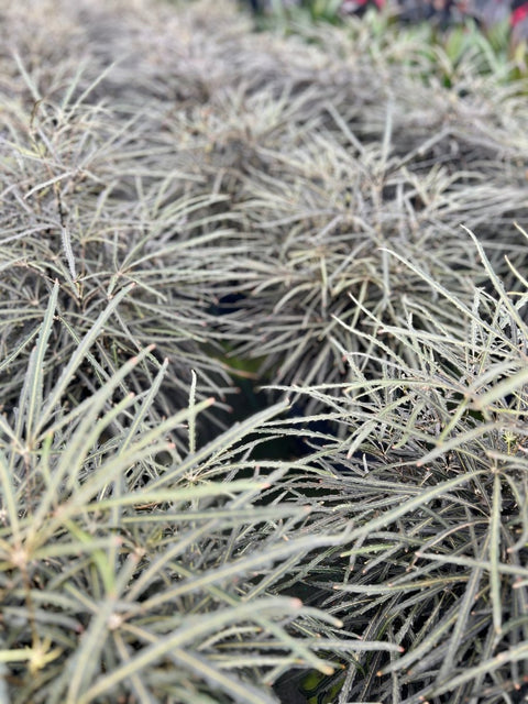 False Aralia (Schefflera Elegantissima) - PlantologyUSA - Large 2-3 Feet