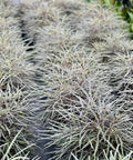 False Aralia (Schefflera Elegantissima) - PlantologyUSA - Medium 1-2 Feet