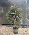 False Aralia (Schefflera Elegantissima) - PlantologyUSA - Medium 1-2 Feet