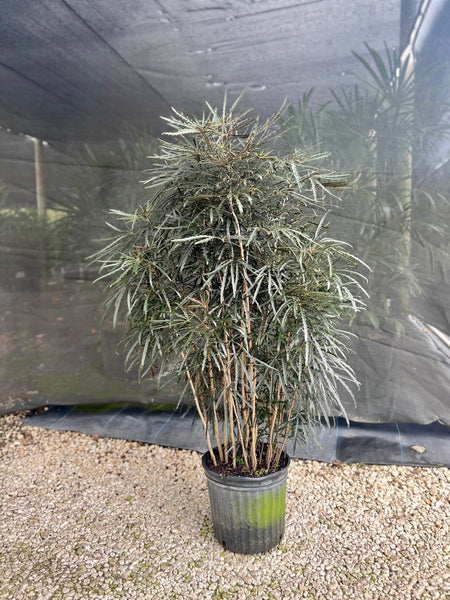 false aralia indoor plant False Aralia for Sale