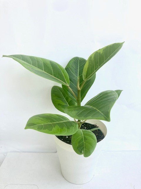large hanging planters for indoor plants Hanging Planter (large)  Honore Jones