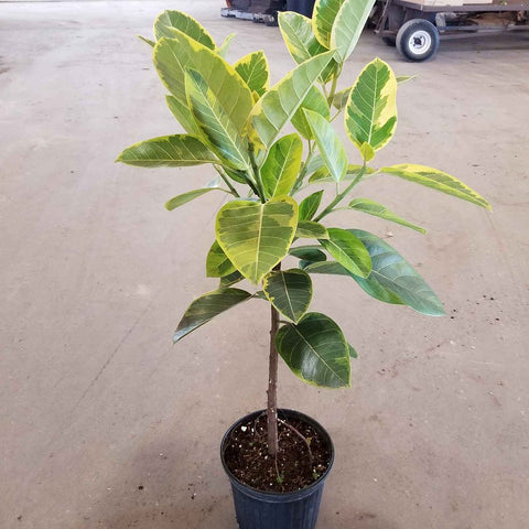 ficus altissima yellow gem Ficus Altissima 'Yellow Gem' – Plantology USA