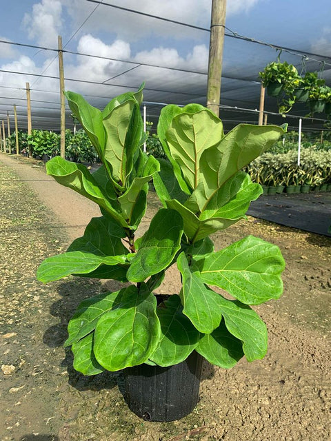 Ficus Lyrata Bush (Dracaena Terminalis) - Plantology USA - 2 Gallon