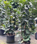 Fiddle Leaf Fig Bush (Bambino) - Plantology USA - 2 - 3 Feet