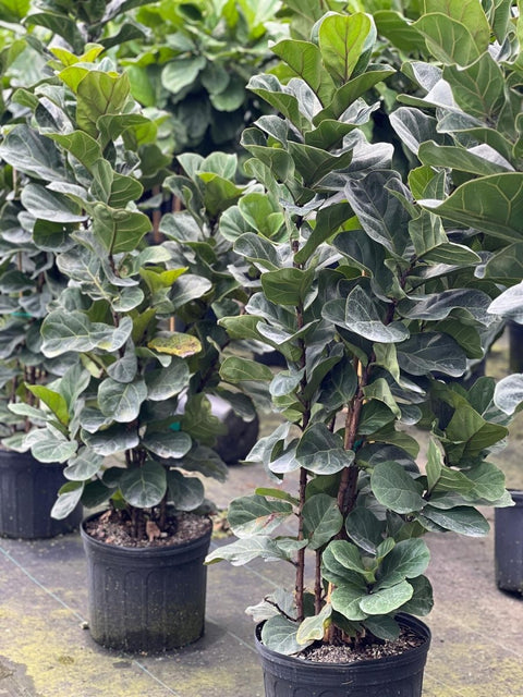 Fiddle Leaf Fig Bush (Bambino) - Plantology USA - 2 - 3 Feet