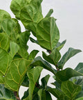 Fiddle Leaf Fig Bush (Bambino) - Plantology USA - Small 2 - 3 Feet